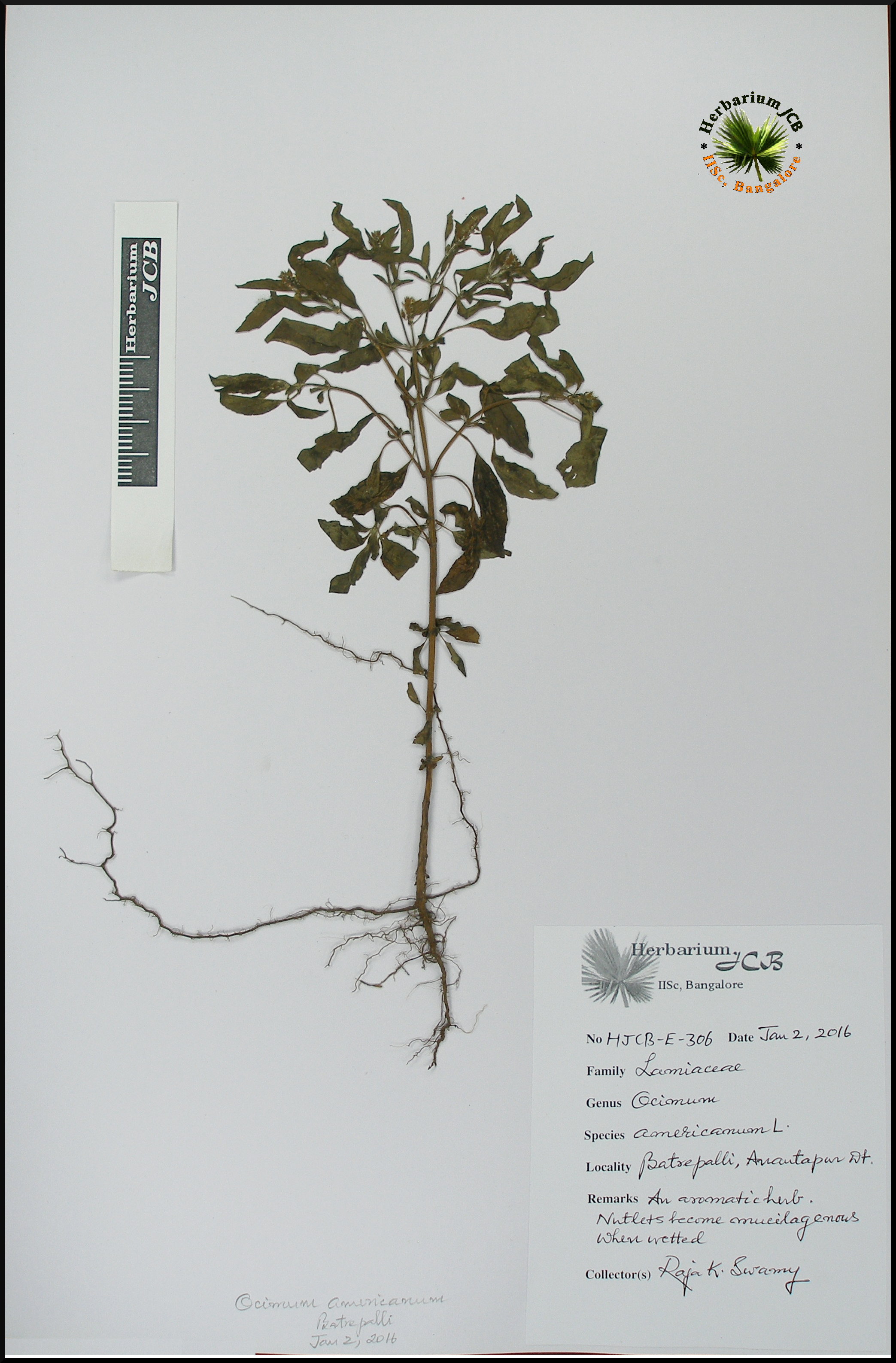 Herbarium JCB